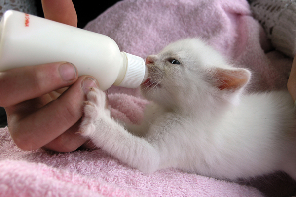 How to feed a store newborn kitten with a syringe