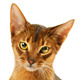 Abyssinian