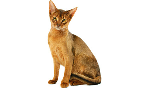 Abyssinian