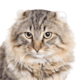 American Curl