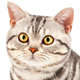 American Shorthair