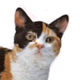 American Wirehair