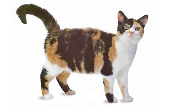 American Wirehair