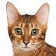 Bengal
