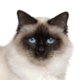 Birman