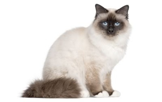 Birman