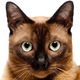 Burmese