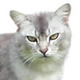 Burmilla