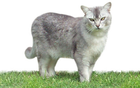 Burmilla