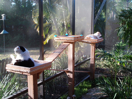 Sponsor Building a SNAP Catio off of our Jazz (FeLV+) Room
