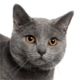 Chartreux