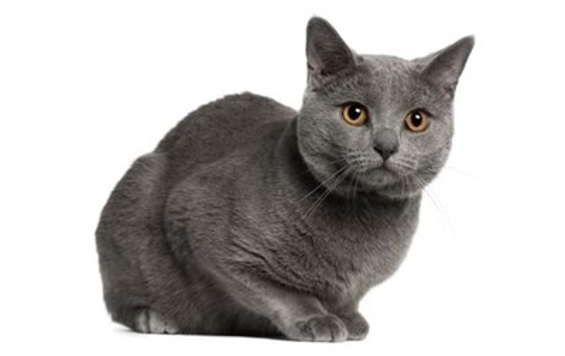 Chartreux