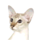 Colorpoint Shorthair