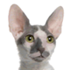 Cornish Rex