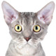 Devon Rex