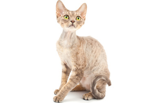 Devon Rex