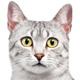 Egyptian Mau
