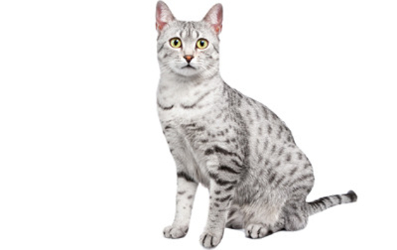 Egyptian Mau