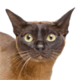 European Burmese