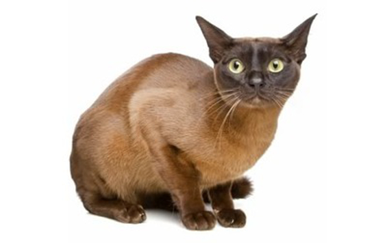 European Burmese