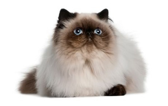 Himalayan