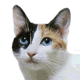 Japanese Bobtail