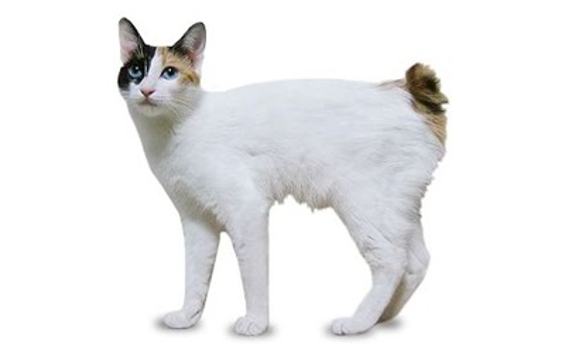 Japanese Bobtail