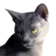 Korat
