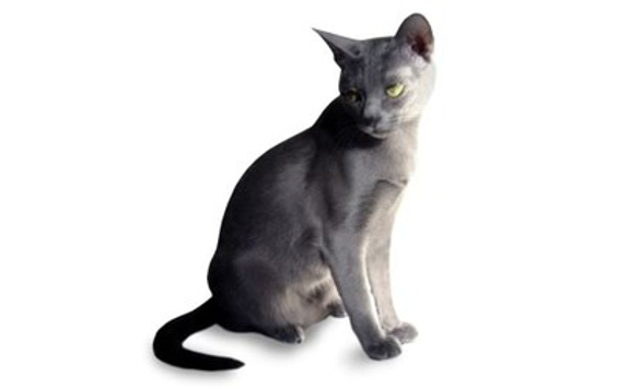 Korat
