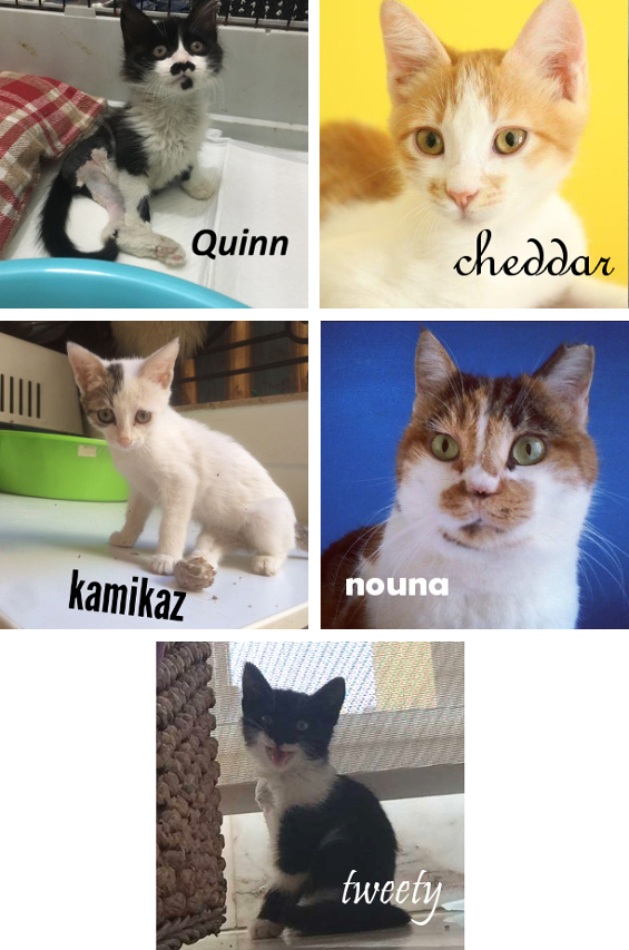 Lebanon Kittens