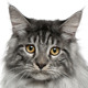 Maine Coon