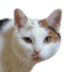 Manx