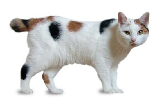 Manx