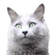 Nebelung