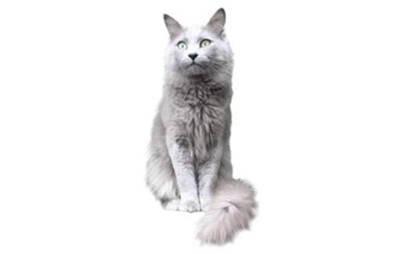 Nebelung