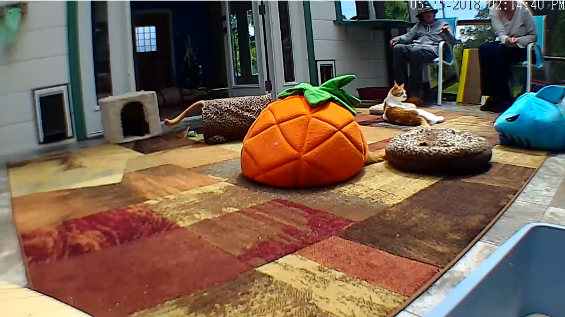 Catio Webcam 2 Catio Webcam 2