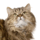 Norwegian Forest