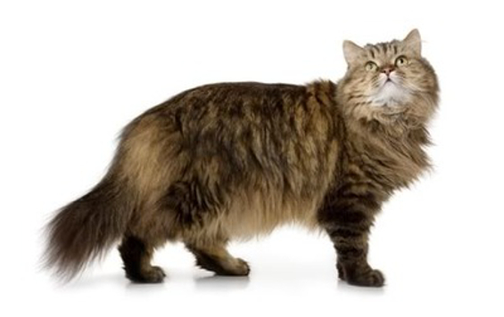 Norwegian Forest