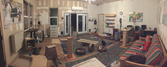 Sponsor Kitten Room