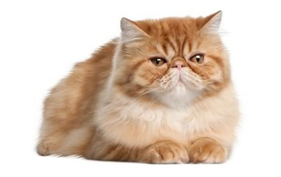 Persian