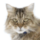 Ragamuffin
