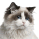 Ragdoll