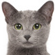 Russian Blue