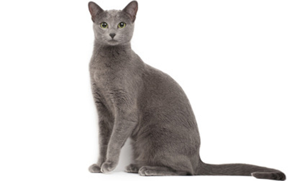 Russian Blue