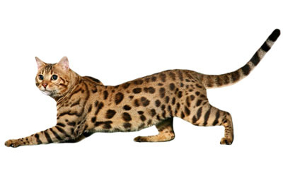 Savannah