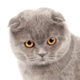 Scottish Fold