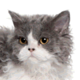Selkirk Rex