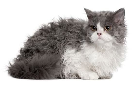 Selkirk Rex