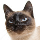 Siamese