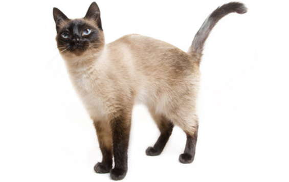Siamese